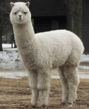 每日一动物：羊驼「yángtuó」