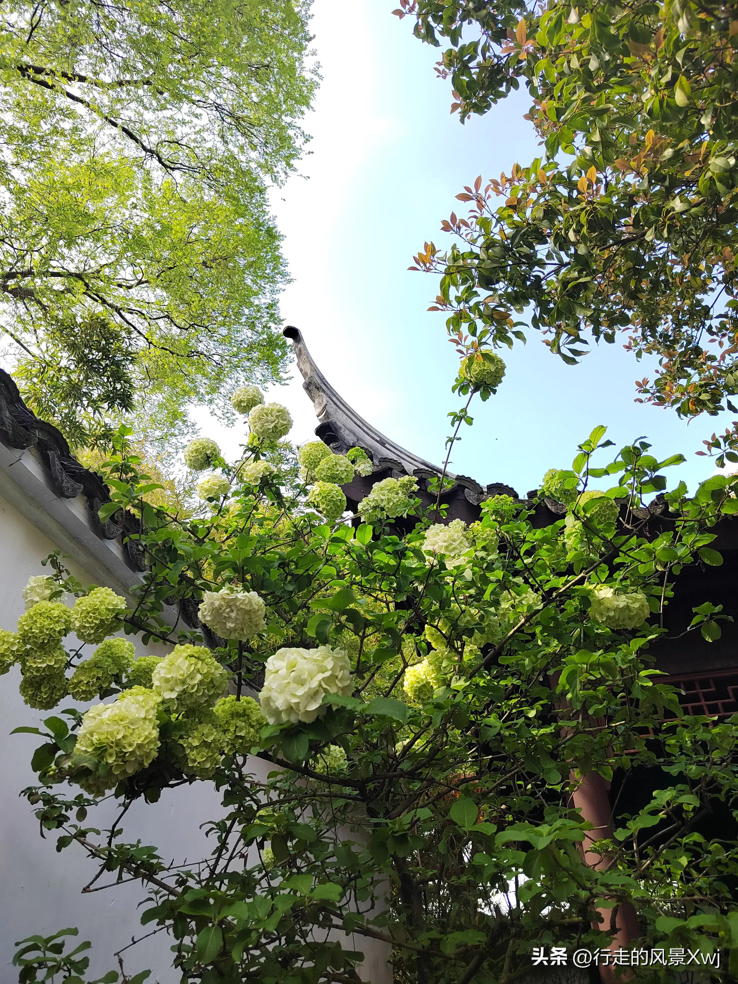 烟花三月下江南猜生肖,苏州江南农耕文化园烟花