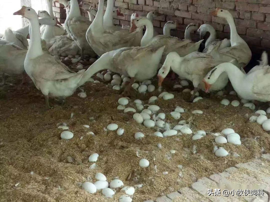 鹅副粘病毒病常见吗,鹅副粘病毒症状及治疗方法