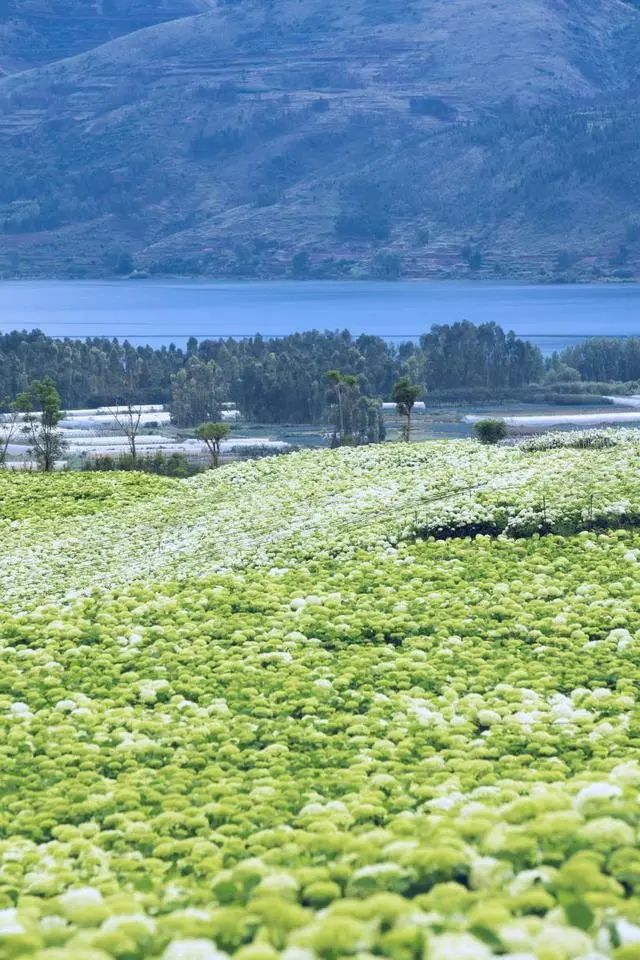 昆明网红绣球花打卡地现在还有吗,昆明绣球花观赏地推荐