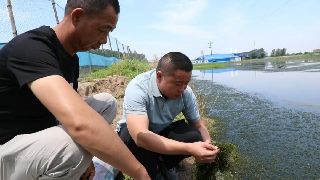 白马寺镇：发展顾问成为农户致富的“香饽饽”
