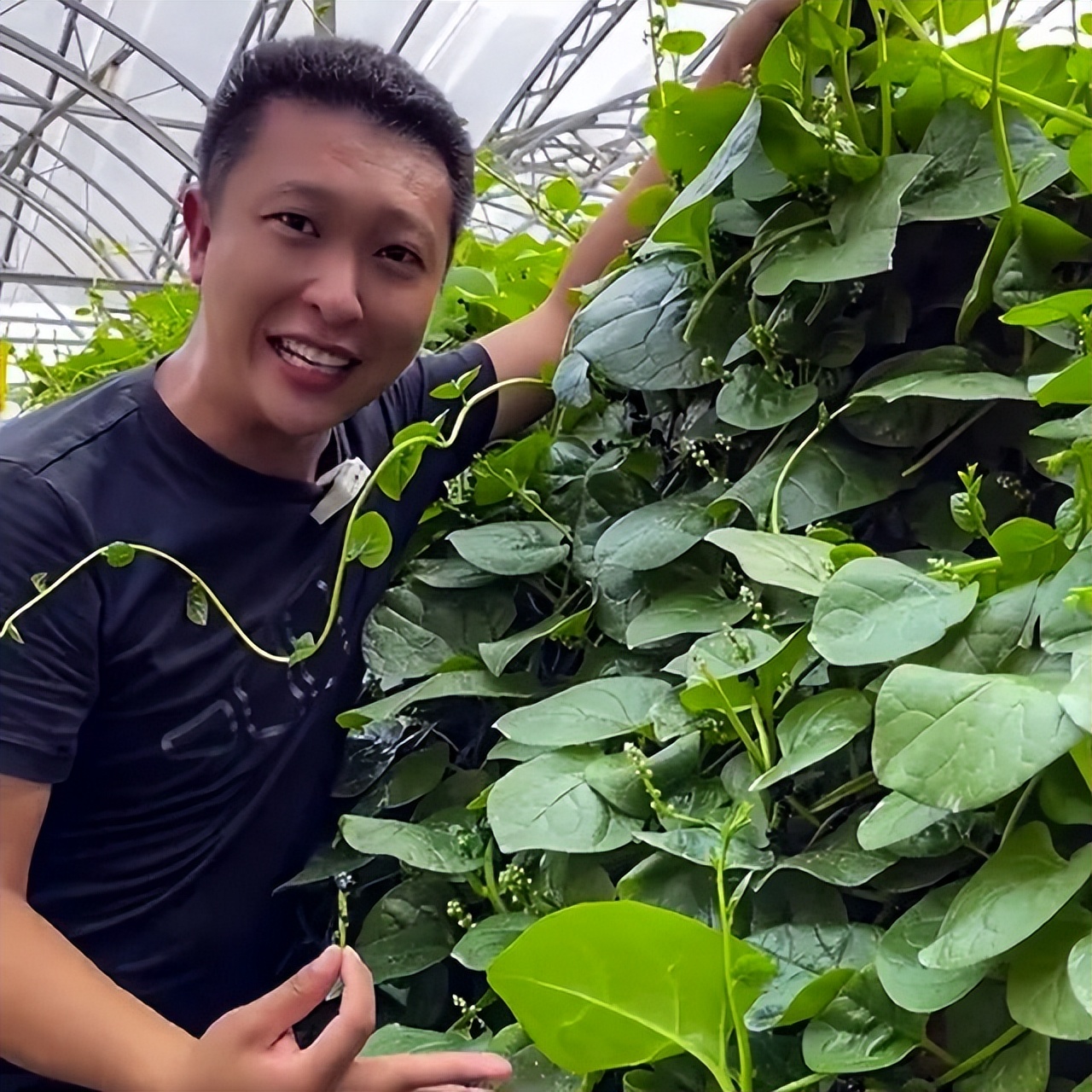 木耳菜能生吃的吗,木耳菜可以随便吃吗