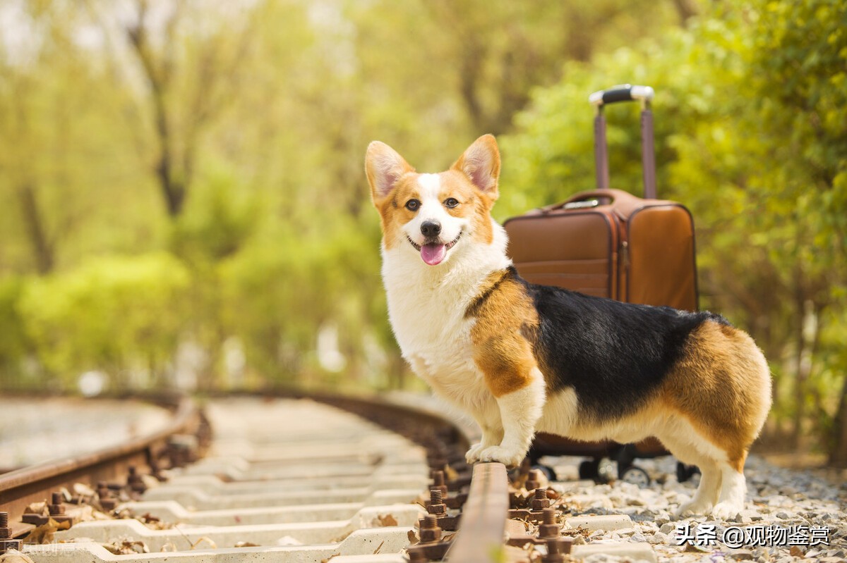 小狗狗什么品种又听话又好养,现在小狗养不大的是哪种品种的狗