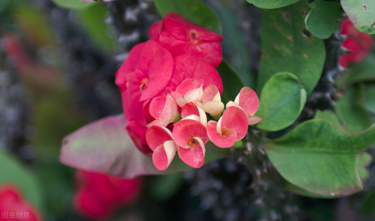 属虎的养什么花好呢,属虎养什么花最好养