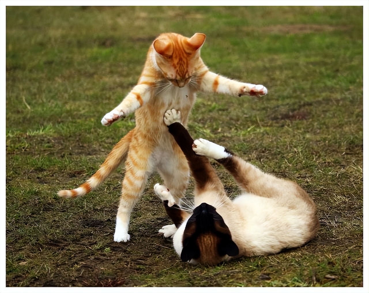 为什么母猫在交配结束后，会攻击公猫？