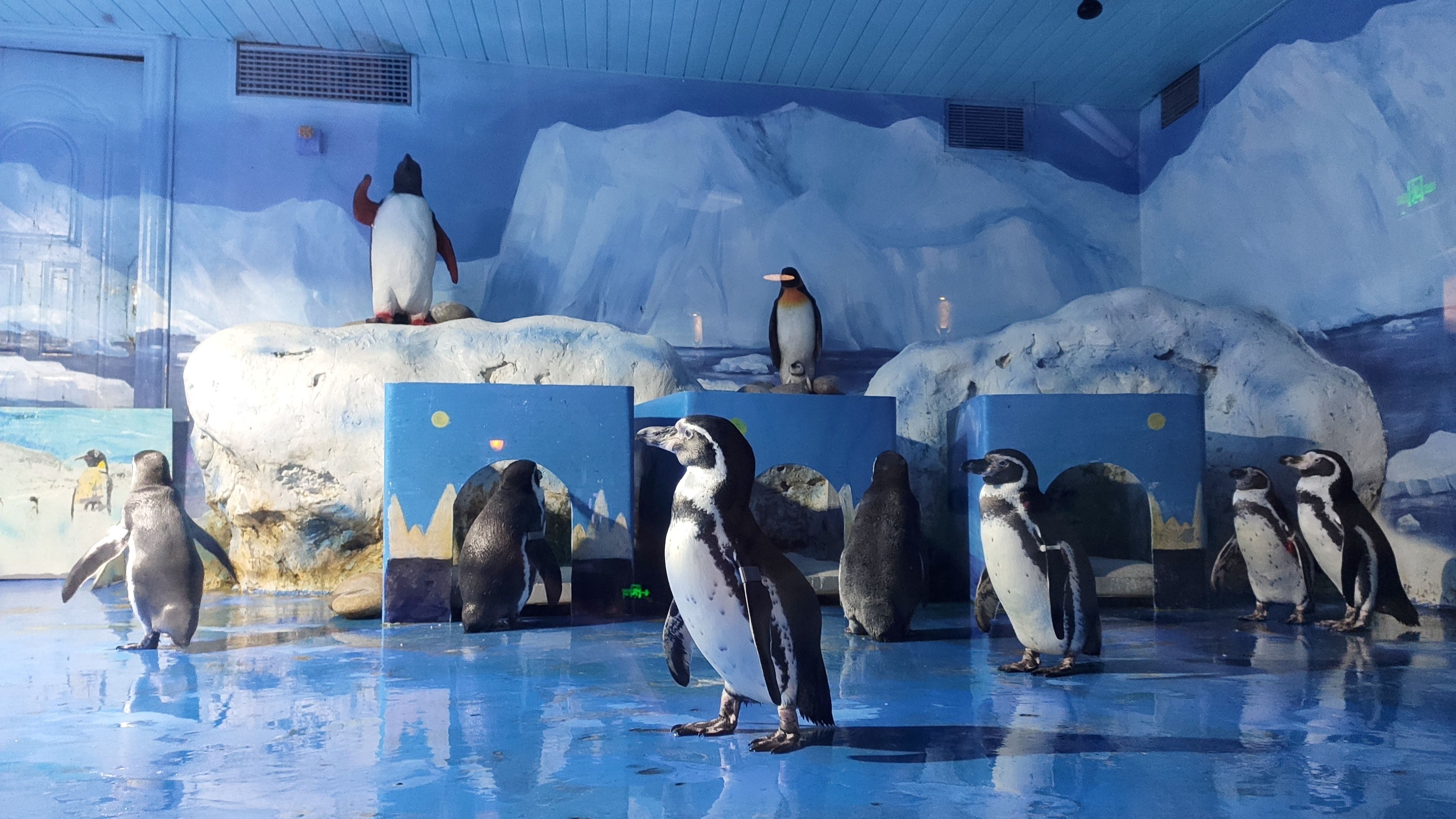 北京哪个海洋馆值得带孩子去,北京三个海洋馆哪个有海豚