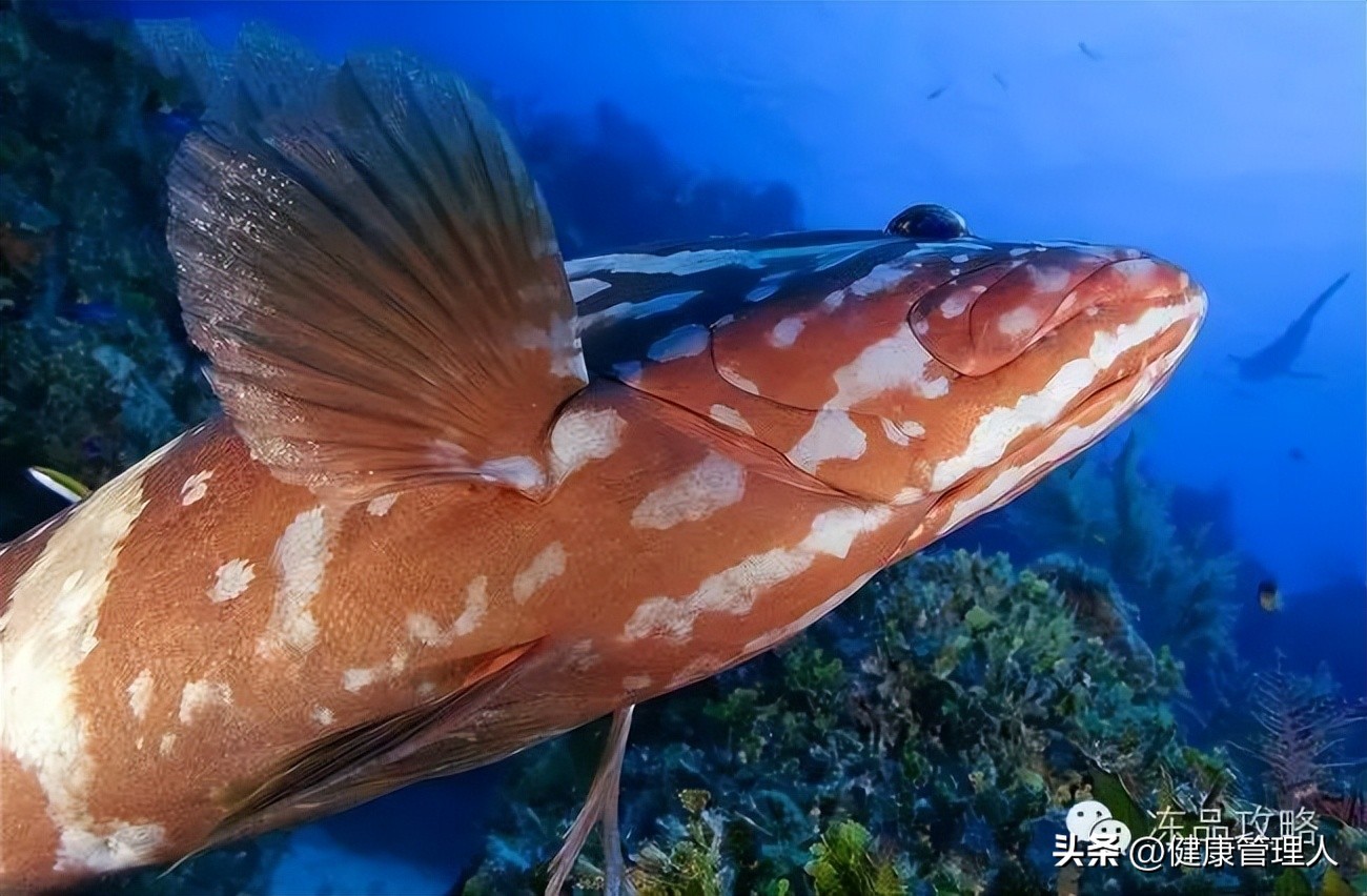 美容护肤食疗方案,美容护肤养生介绍