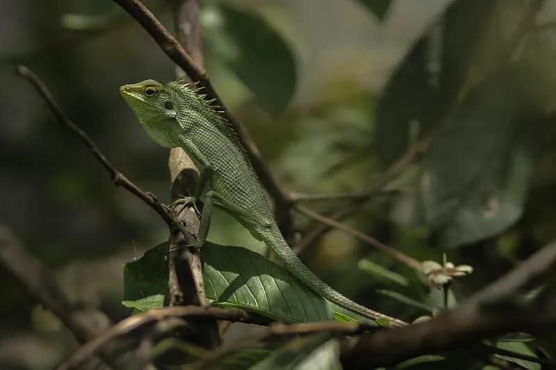 什么宠物对纯素食者最好,好养且可以食用的宠物有哪些