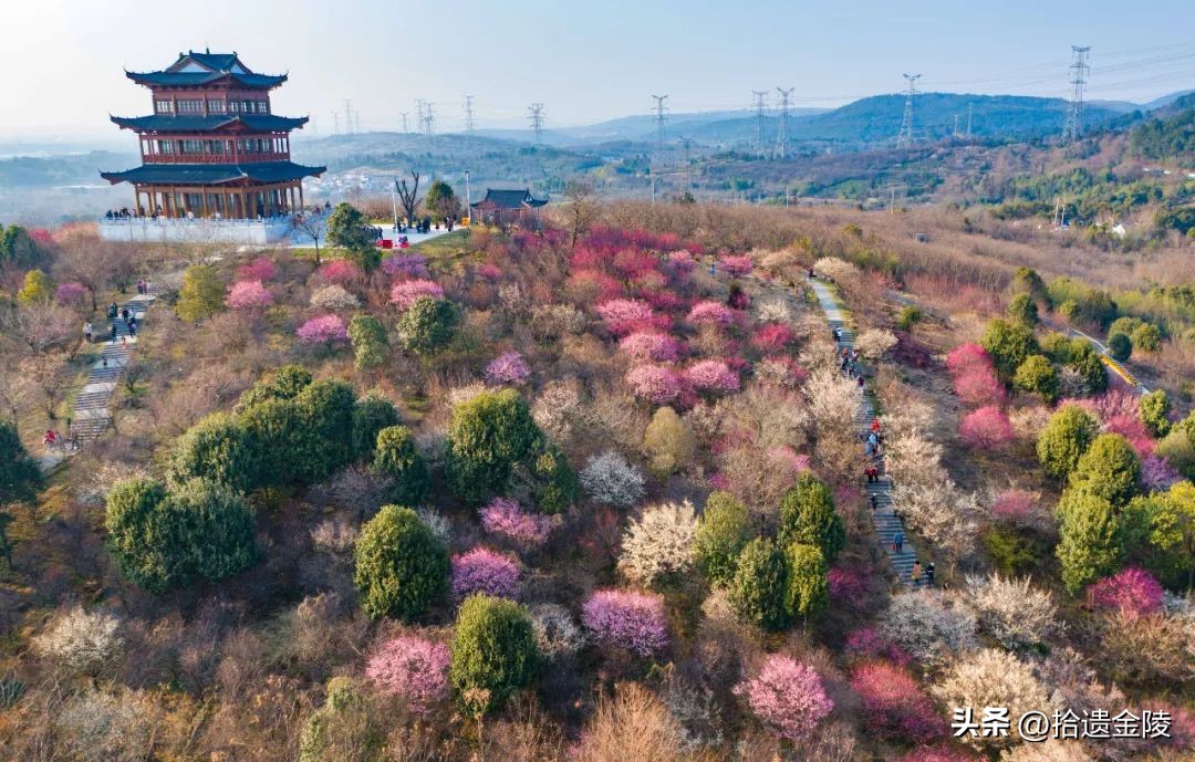 南京红梅花价格,南京的梅花是什么样的