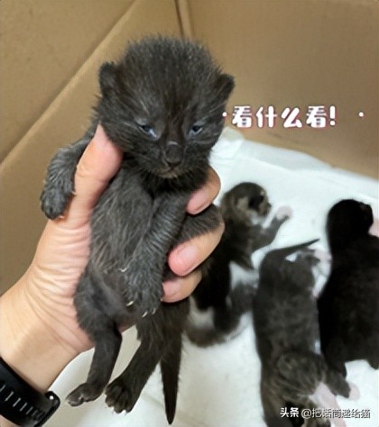 为什么猫咪养着养着就瘦了,猫咪为什么养着养着就发黄了