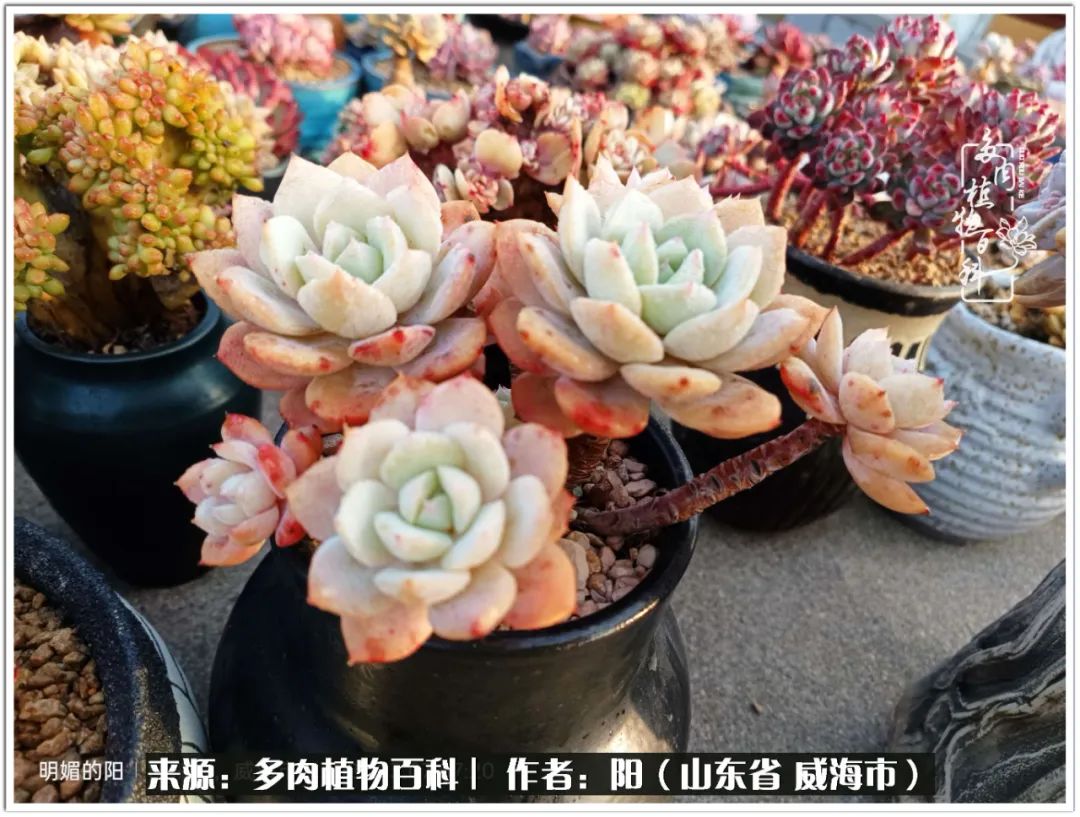 浜洪棿鐑熺伀鑷湁涓囧崈棰滆壊,浜洪棿鐑熺伀鐨嗘槸骞冲嚒棰滆壊