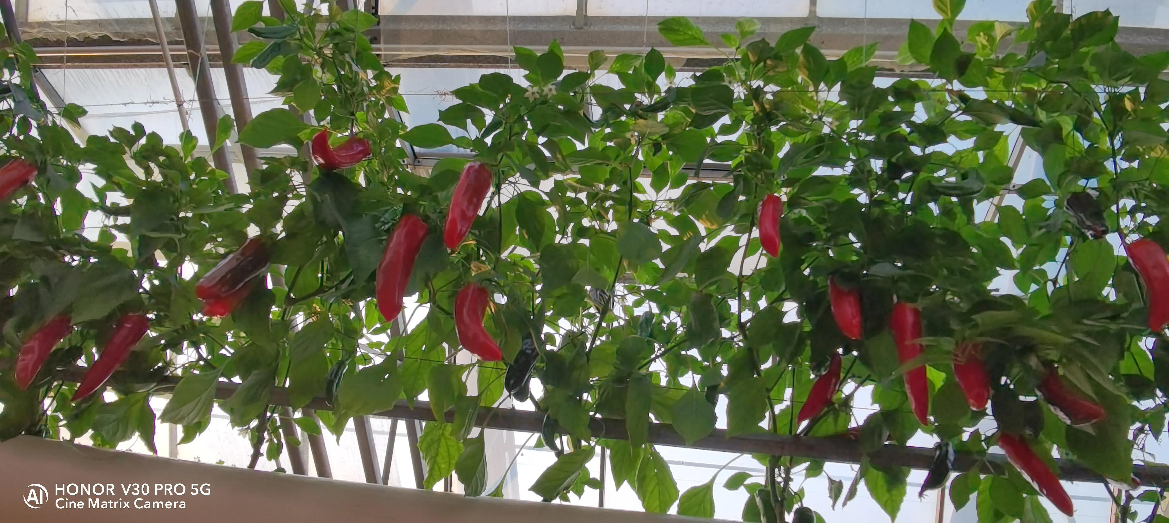 吹牛要交税多少,吹牛要不要交税