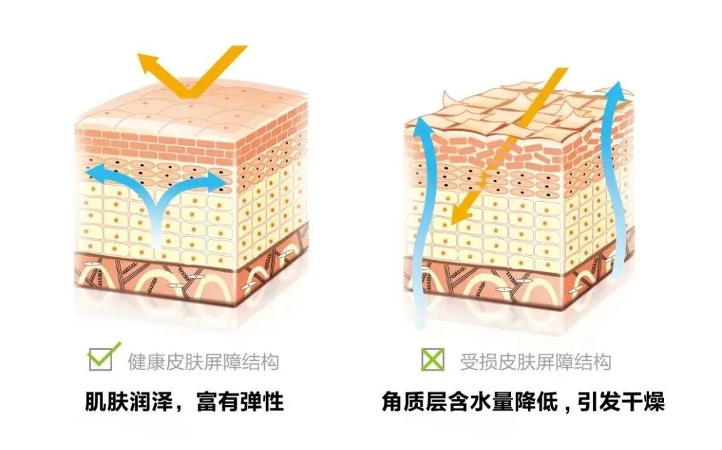 修复皮肤屏障角鲨烷推荐油皮,角鲨烷护肤界的万金油