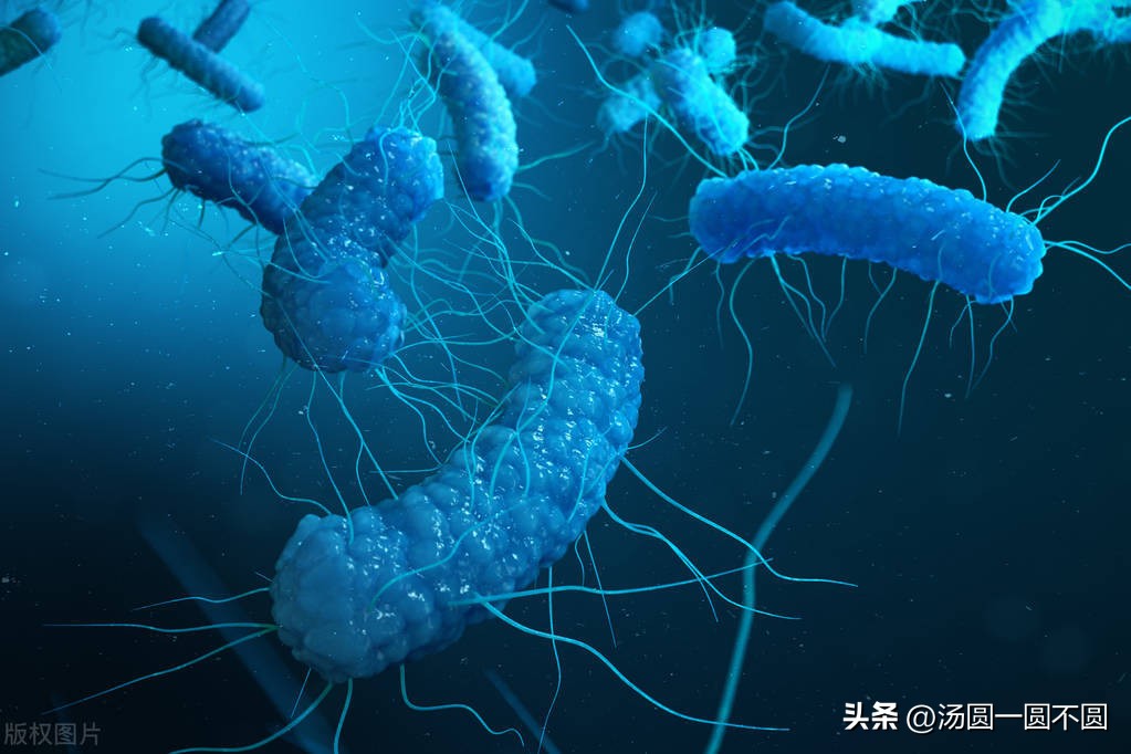 人死后猪肉为什么会腐烂,人死后会腐烂猪肉为什么没事