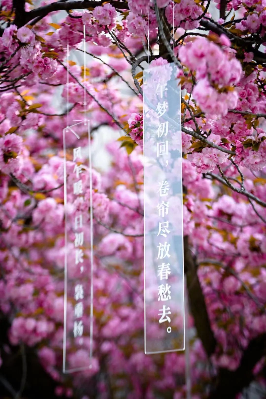 当千年长安,遇上百廿交大!西安交通大学:雨润风暖盛唐景,且待君同览!