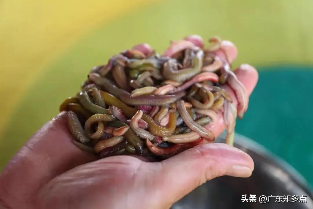 湛江沙虫吃美食,湛江吃禾虫的地方