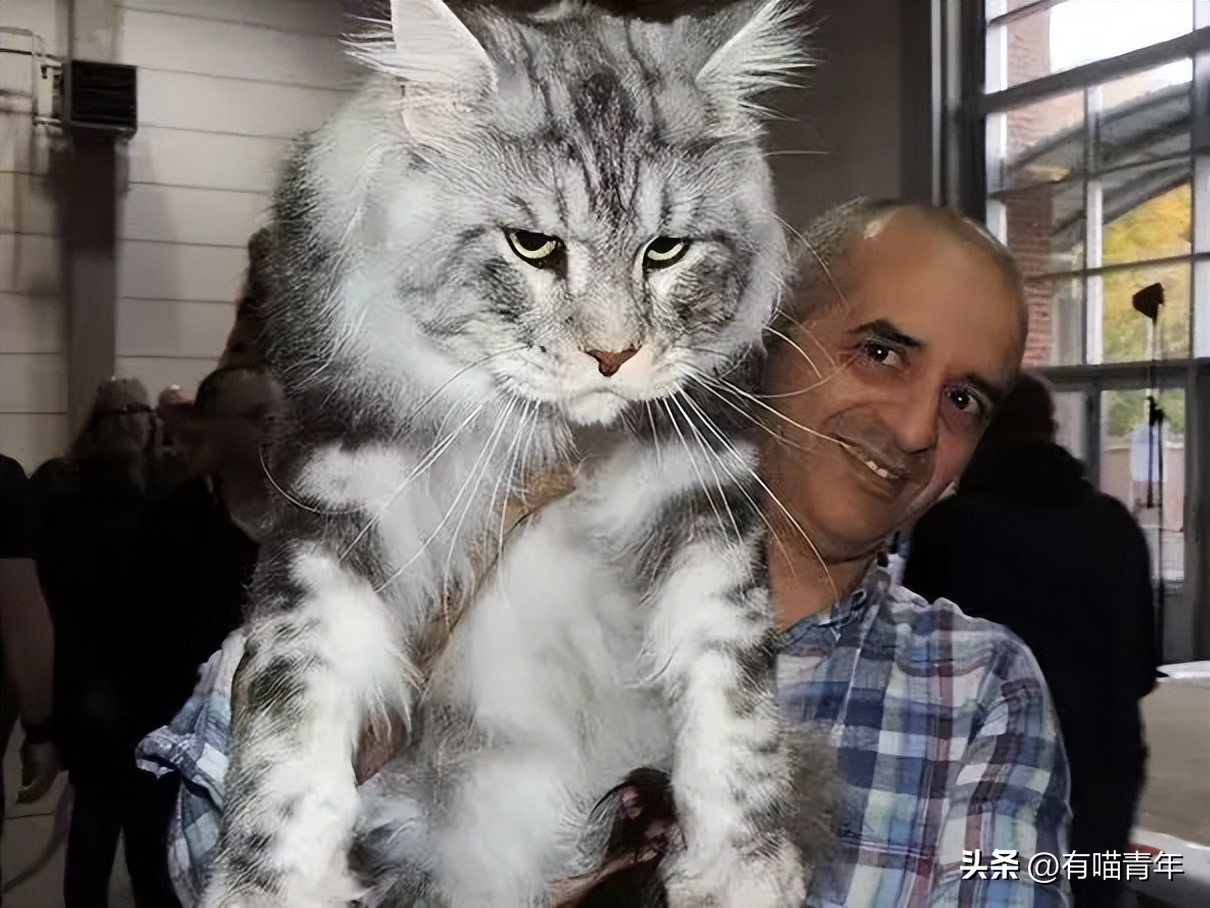 未来猫能活到30岁？？铲屎官听说后狂喜，怒捐3亿！！