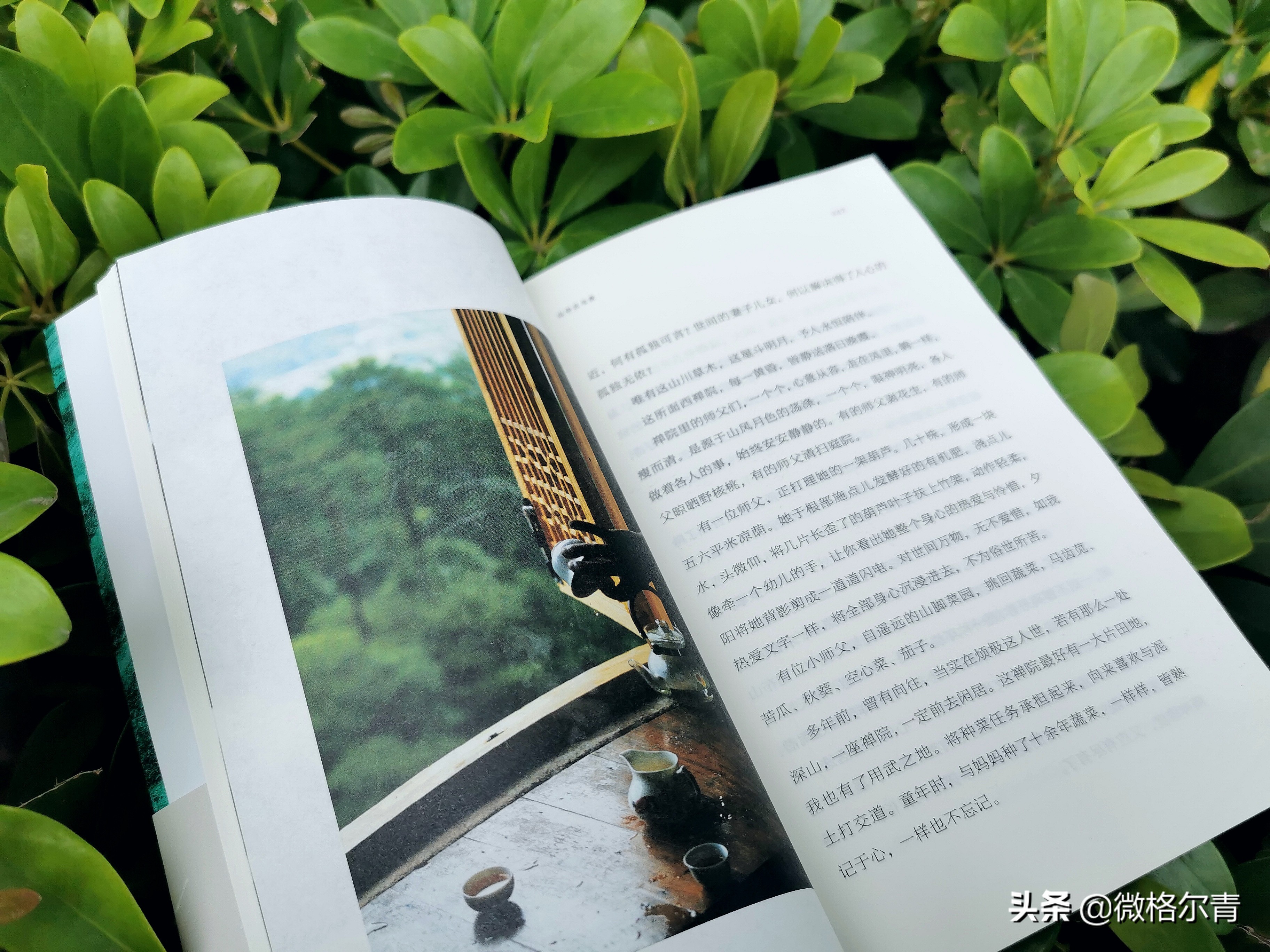 娌冲北鍐岄〉姣忕瘒瑙ｈ,娌冲北鍐岄〉