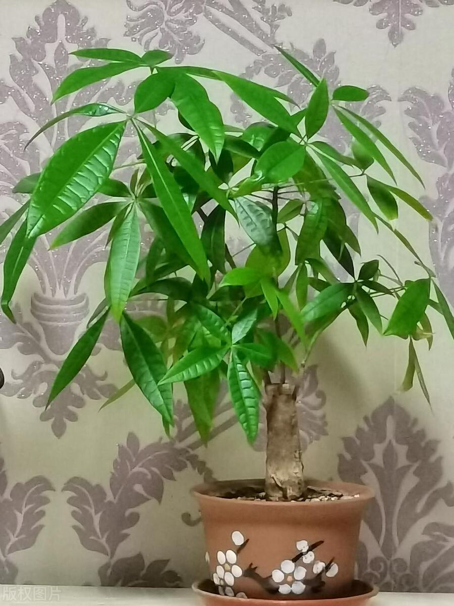 为啥发财树叶子上有黄斑,发财树叶子有黄斑多菌灵