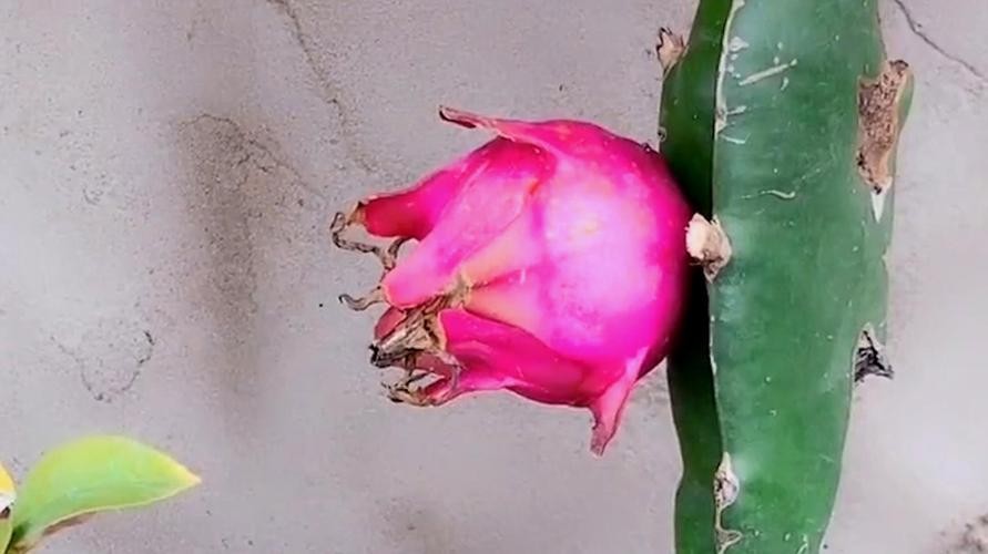 火龙果插枝越长越好吗,火龙果是幼枝插好还是老枝好