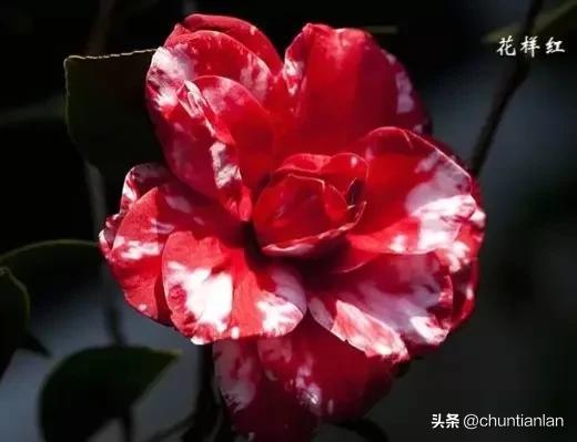 山茶花纯音乐,山茶花