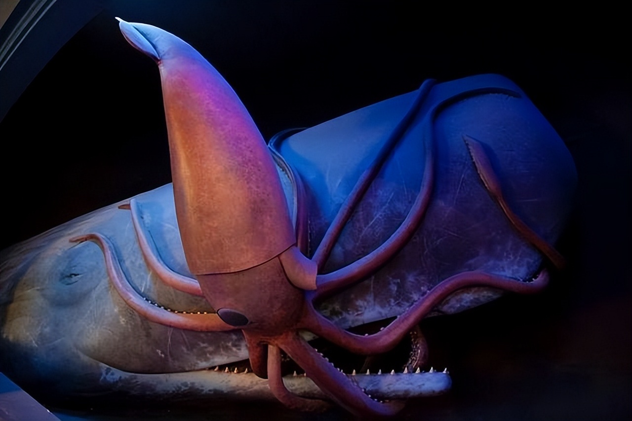 诡异的鲸,最诡异的鲸