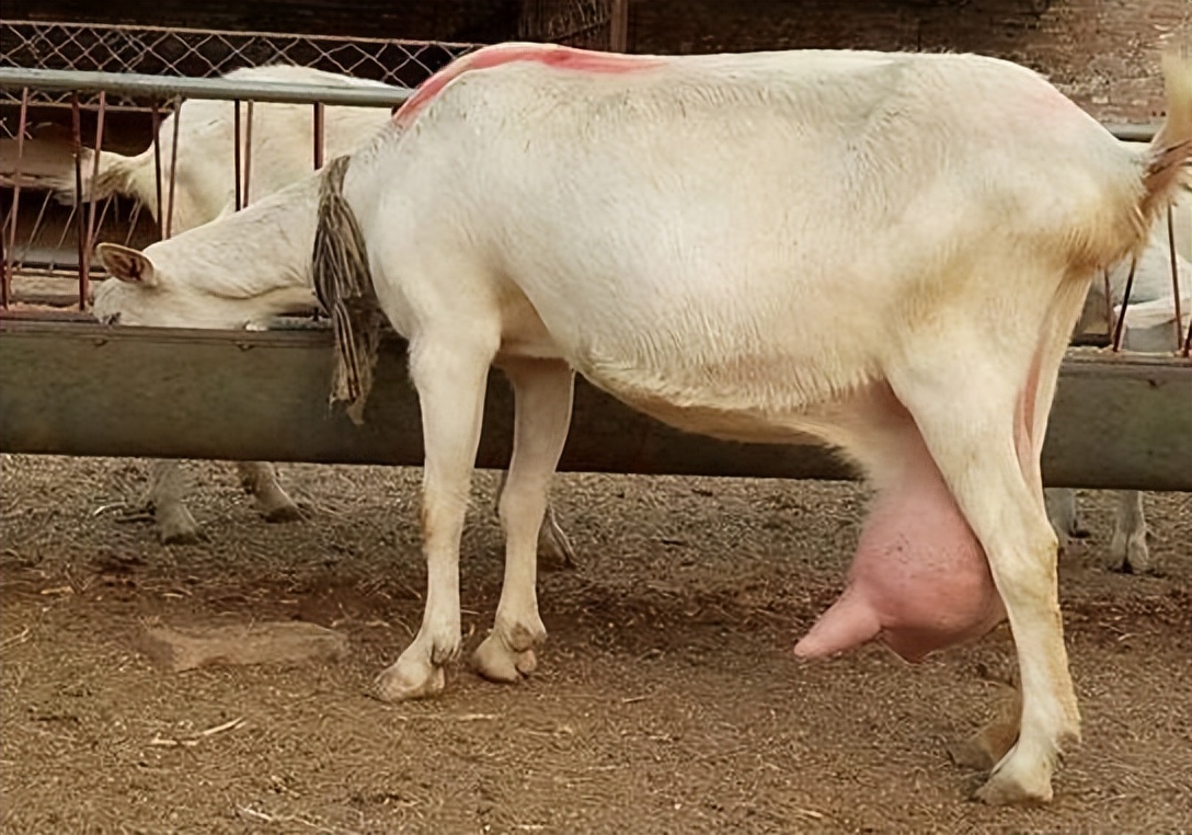 母羊断奶有什么方法让母羊回奶,母羊乳腺硬块挤不出来