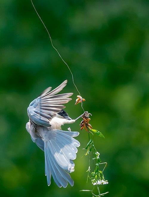 面包夹知识,面包夹心冷知识