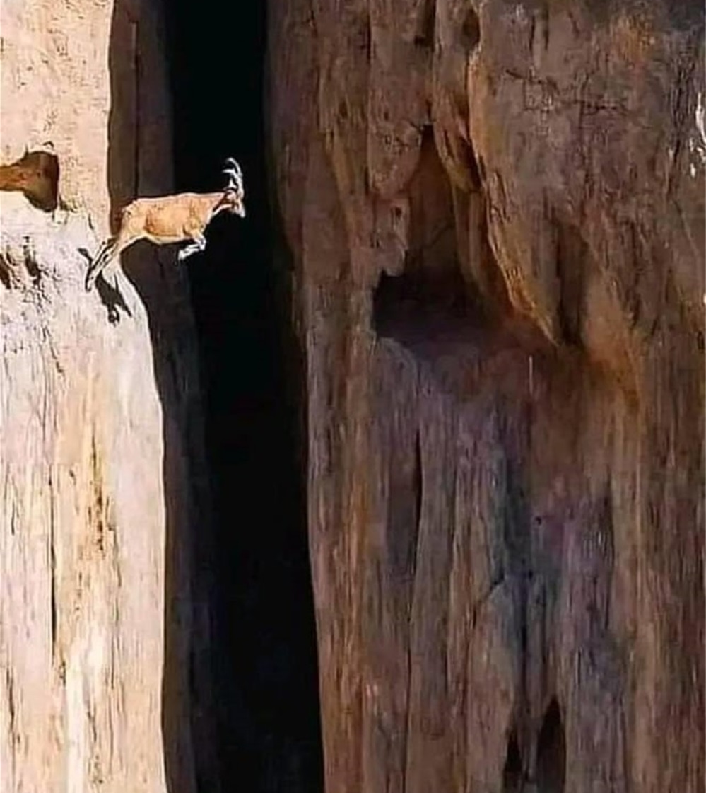 加蓬黑脸猩猩,加蓬长尾猴图片