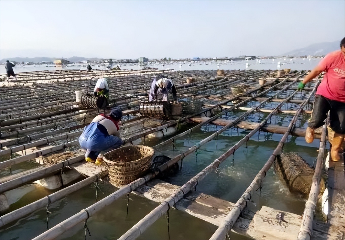 海参的养殖技巧和方法,海参如何养殖有哪些管理注意事项