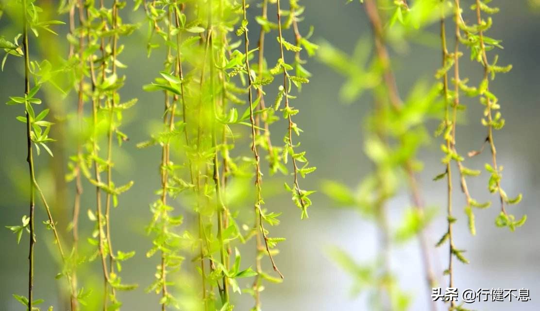 关于咏柳著名诗句及其赏析,咏柳经典诗词100首