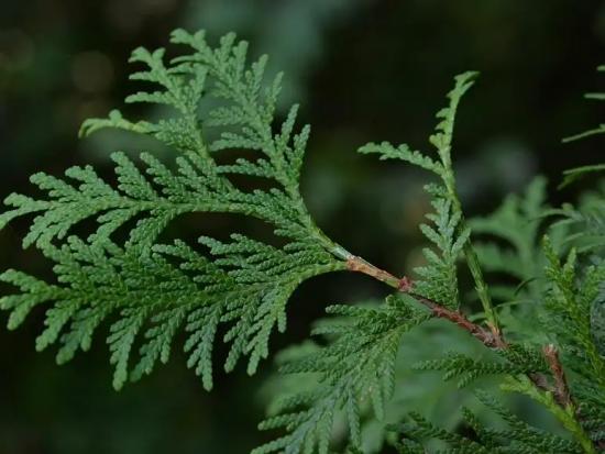 面部抗衰老精油推荐学生平价 (法国什么精油抗衰老紧致皮肤)