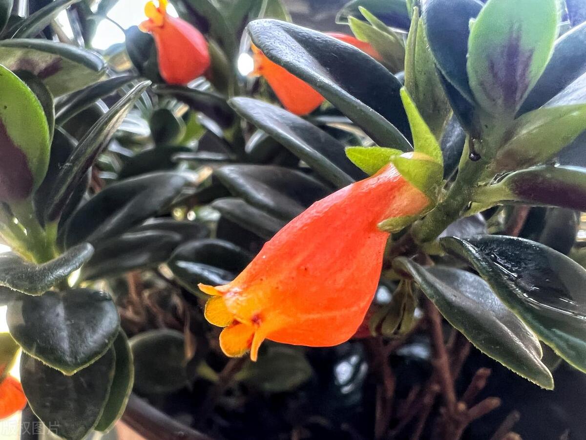 吊盆花我只推荐它，花朵像个小金鱼，有趣的人都爱养