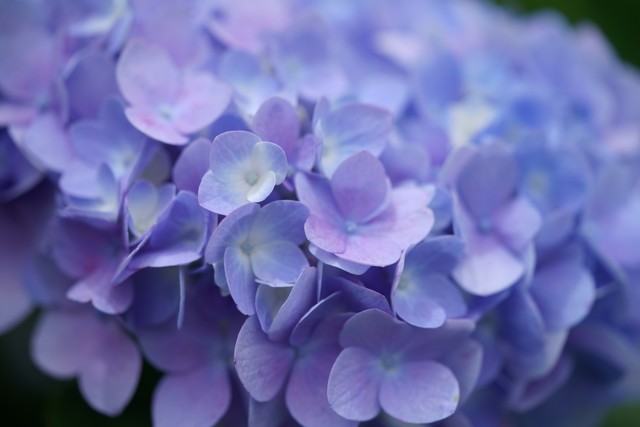 情人节花语代表什么,情人节送花记得看清花语