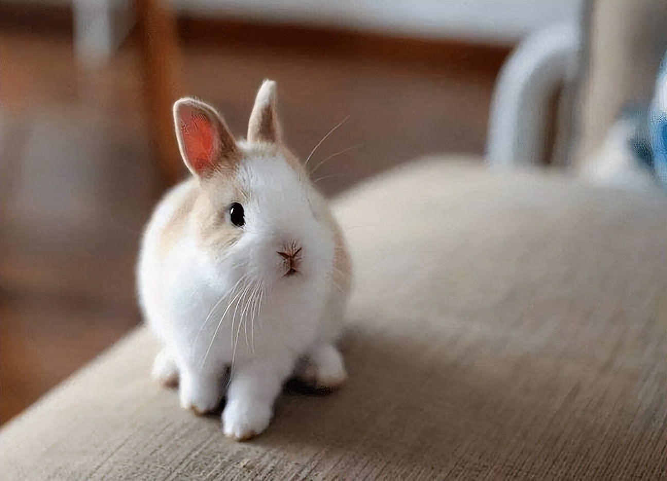 兔子为什么啃东西,兔子爱啃什么