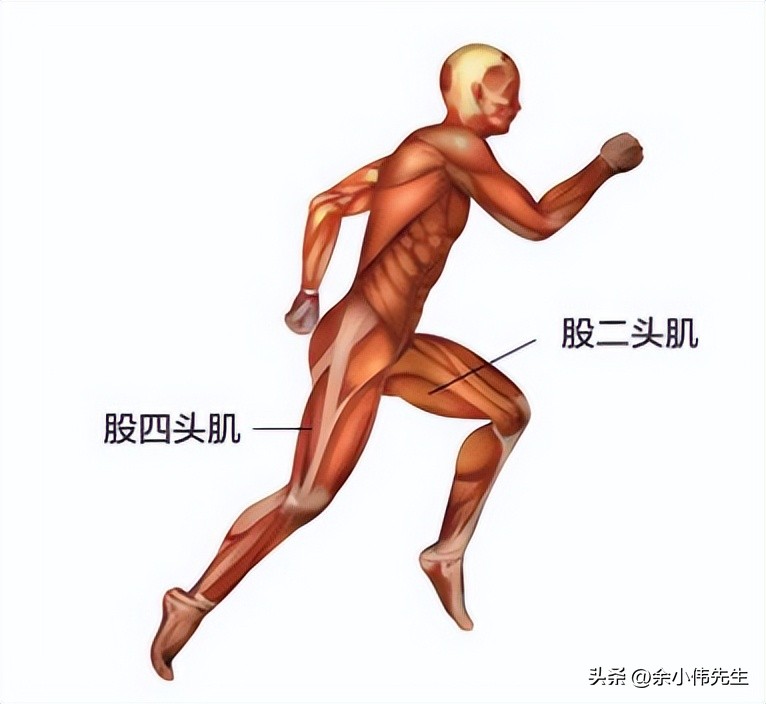 靠墙静蹲是预防膝盖损伤的不二法门吗？