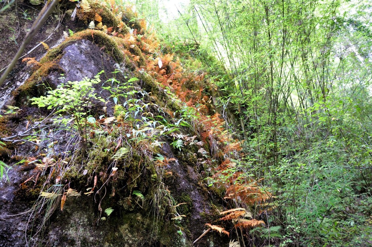 林芝旅游攻略在318国道,林芝318人间仙境