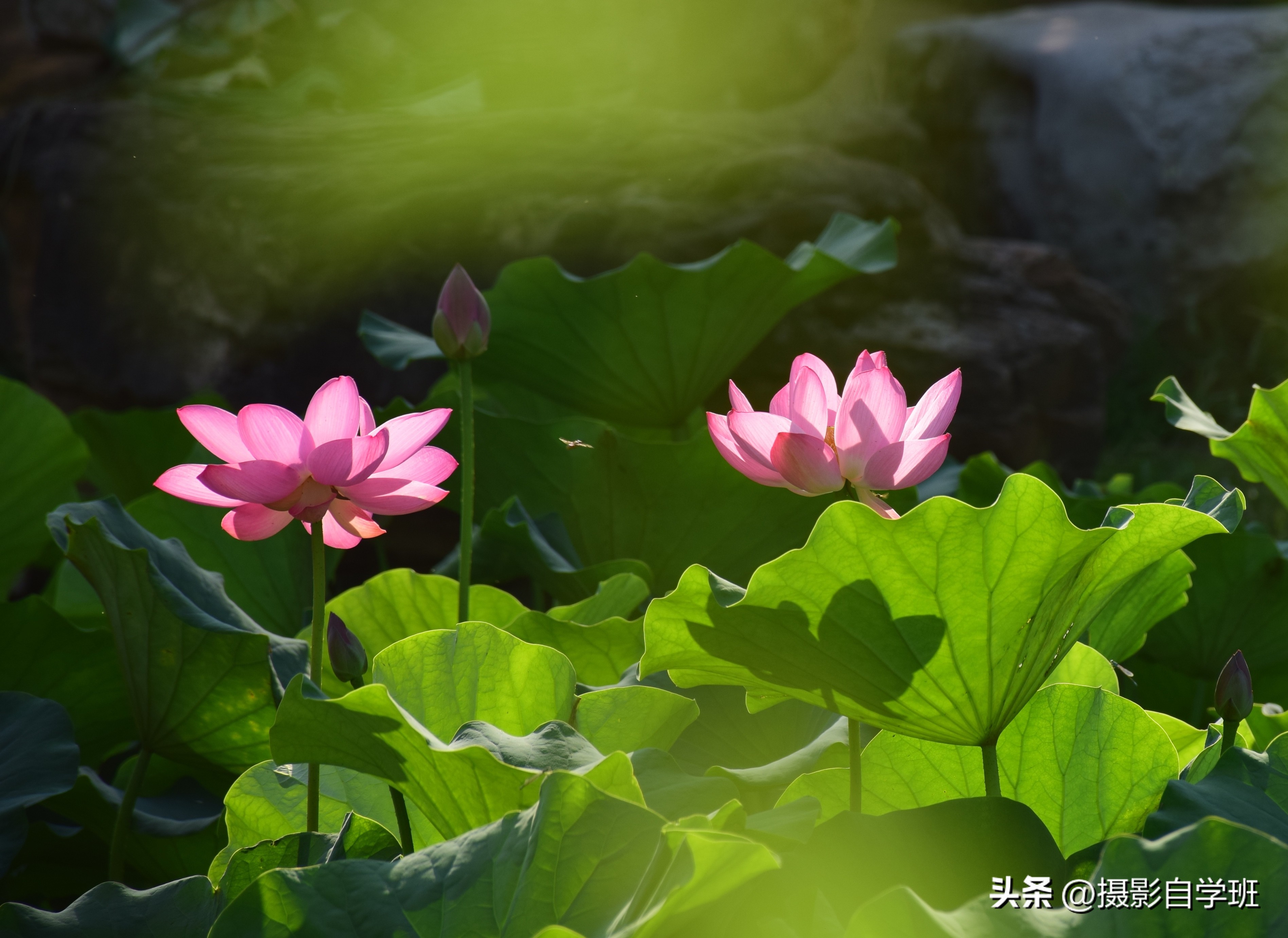 摄友投稿图片,摄友投稿旅行记录图