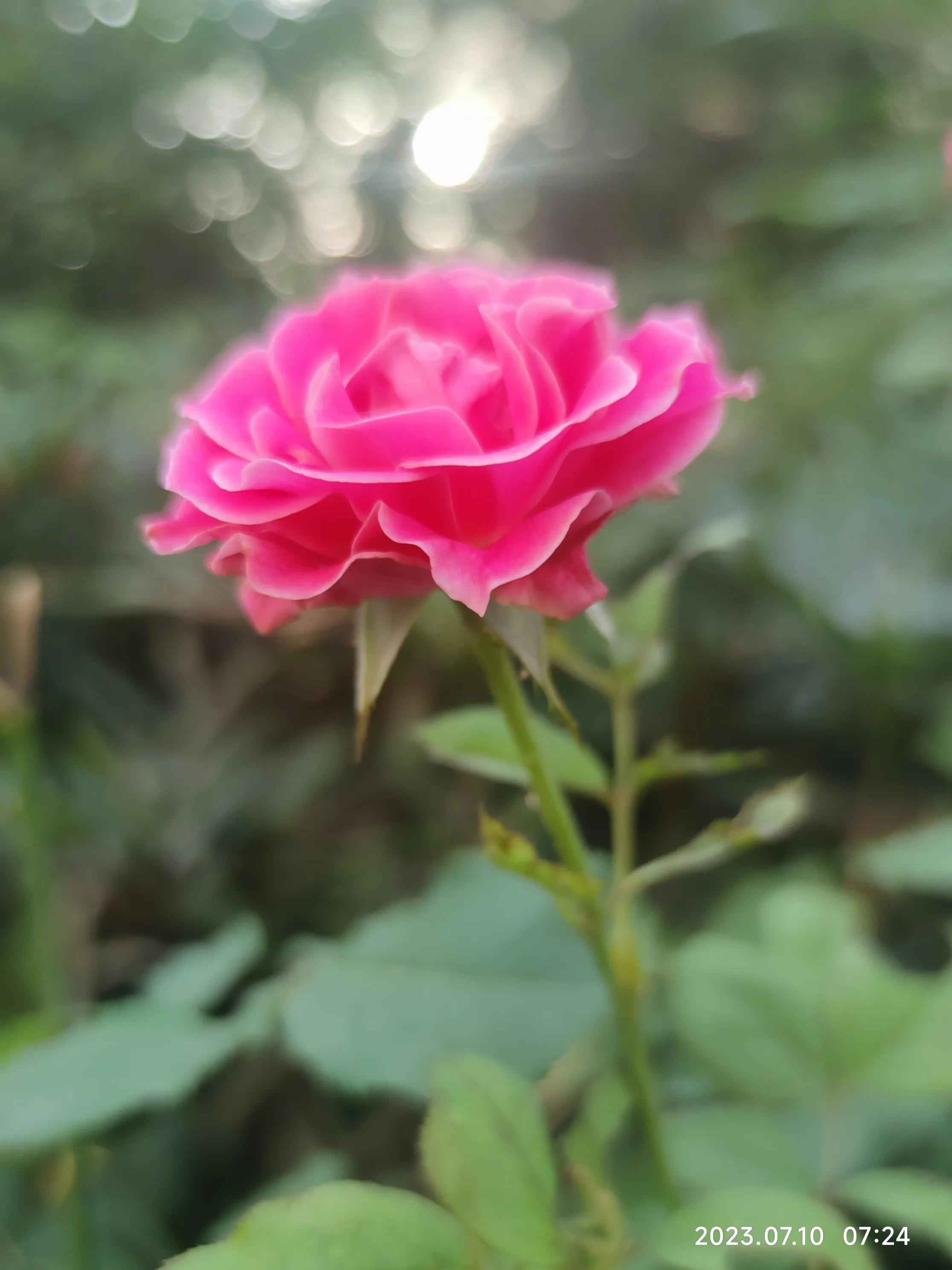 手机拍花如何拍出光斑,如何利用苹果手机拍花