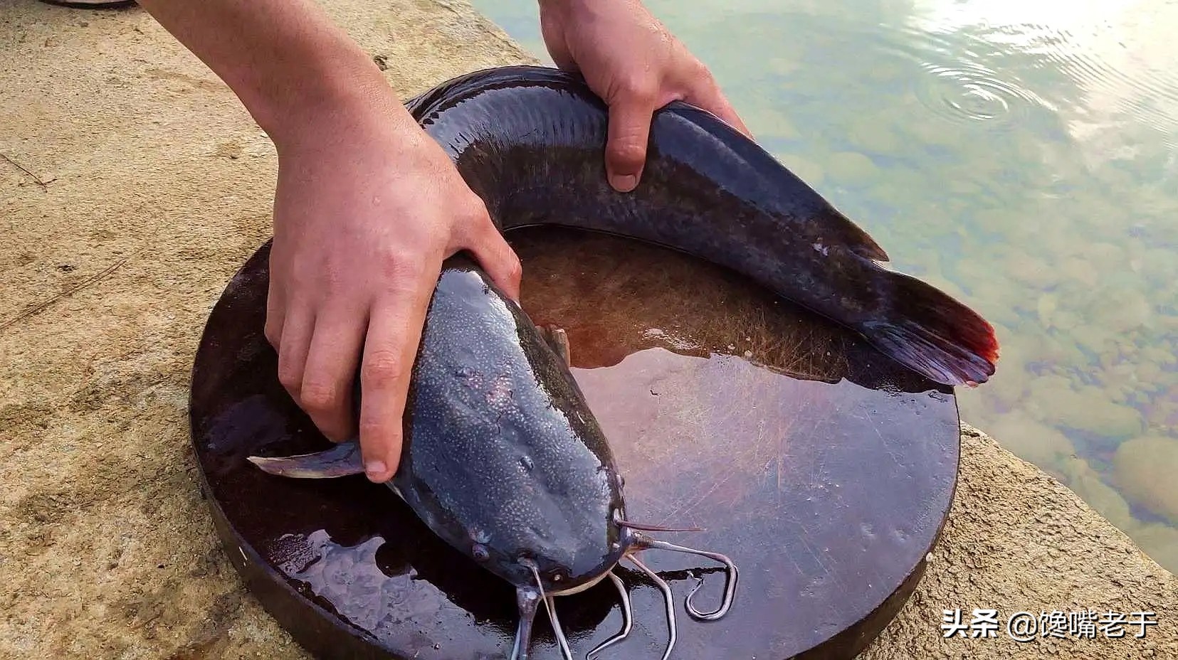 冬天最适合吃的五种鱼,盘点夏季必吃的十种鱼