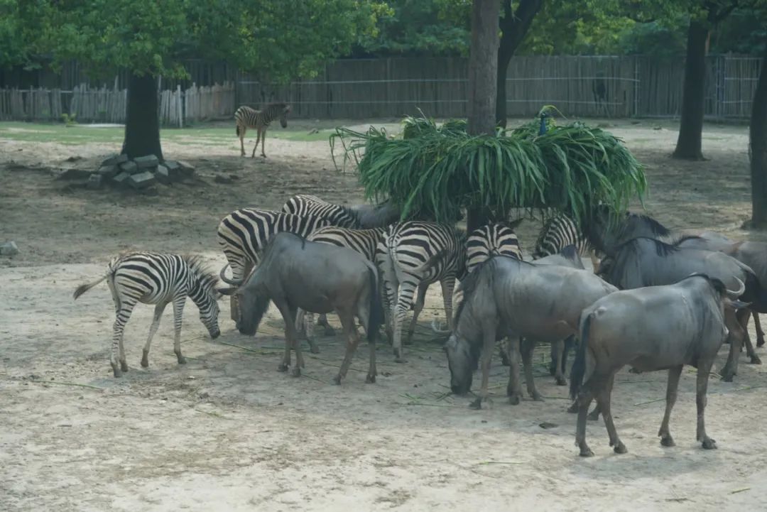 上海野生动物园建议周六周天去吗,上海野生动物园通玩一日游攻略