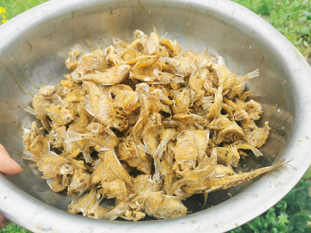 农村常见的“屎光皮”，为何说它是一种“借腹生子”的鱼？