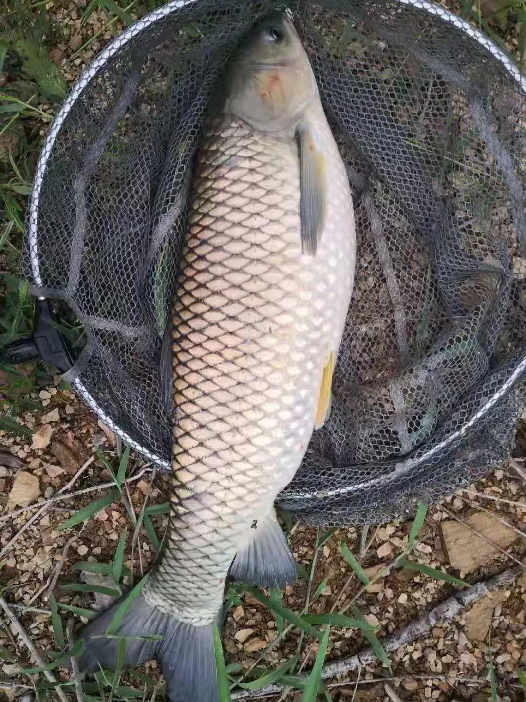 野钓选钓位技巧图解,野钓选钓位的正确方法
