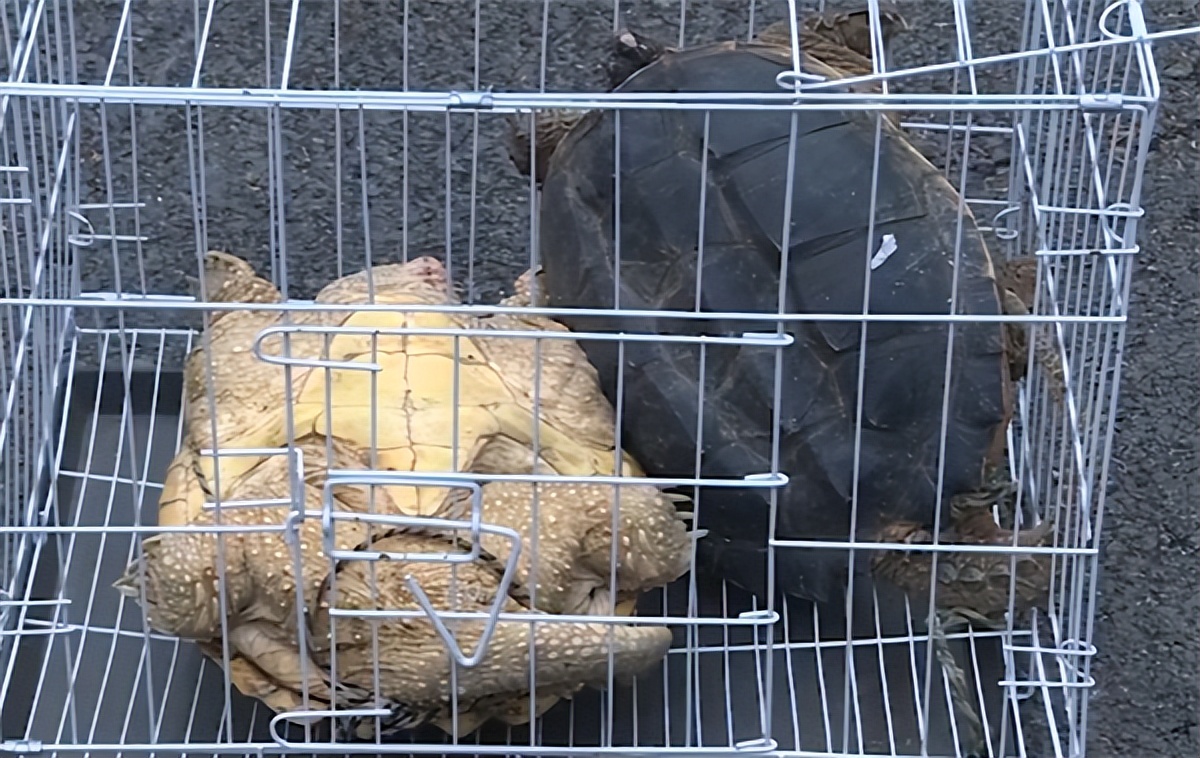 江苏男子花530万买下3只受伤乌龟,放生鳄鱼龟危害