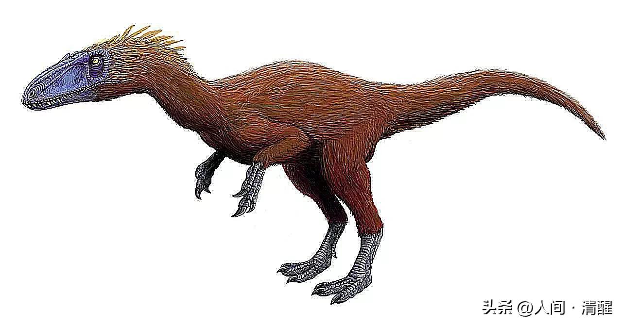 首次挖掘带羽毛的恐龙图片,全部带羽恐龙介绍纪录片