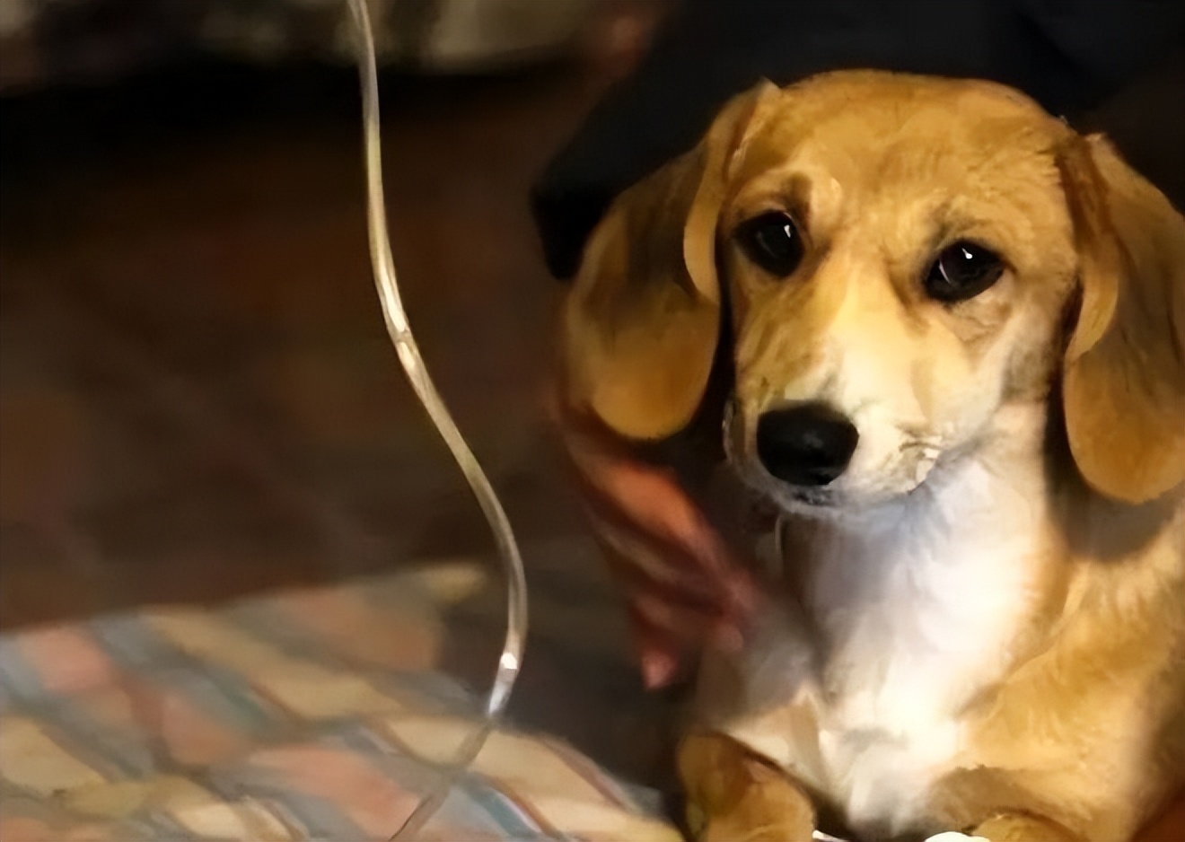 狗狗得了细小怎么确定治疗好了,狗狗细小中后期治疗可以治愈吗