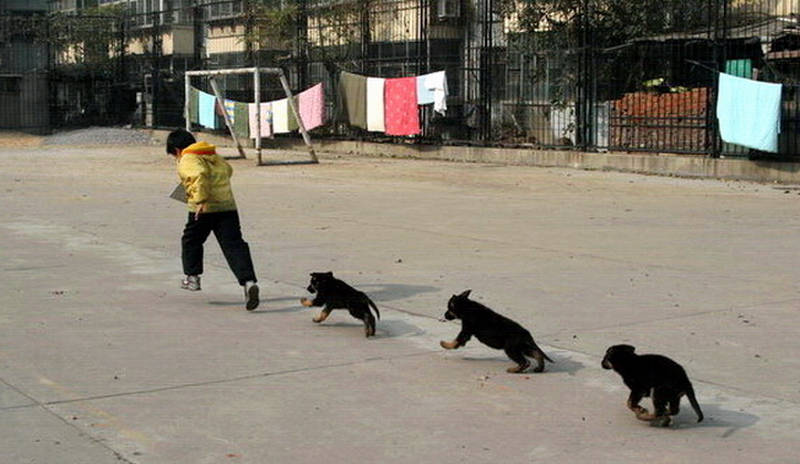 德牧养殖技术书籍大全,德牧饲养攻略