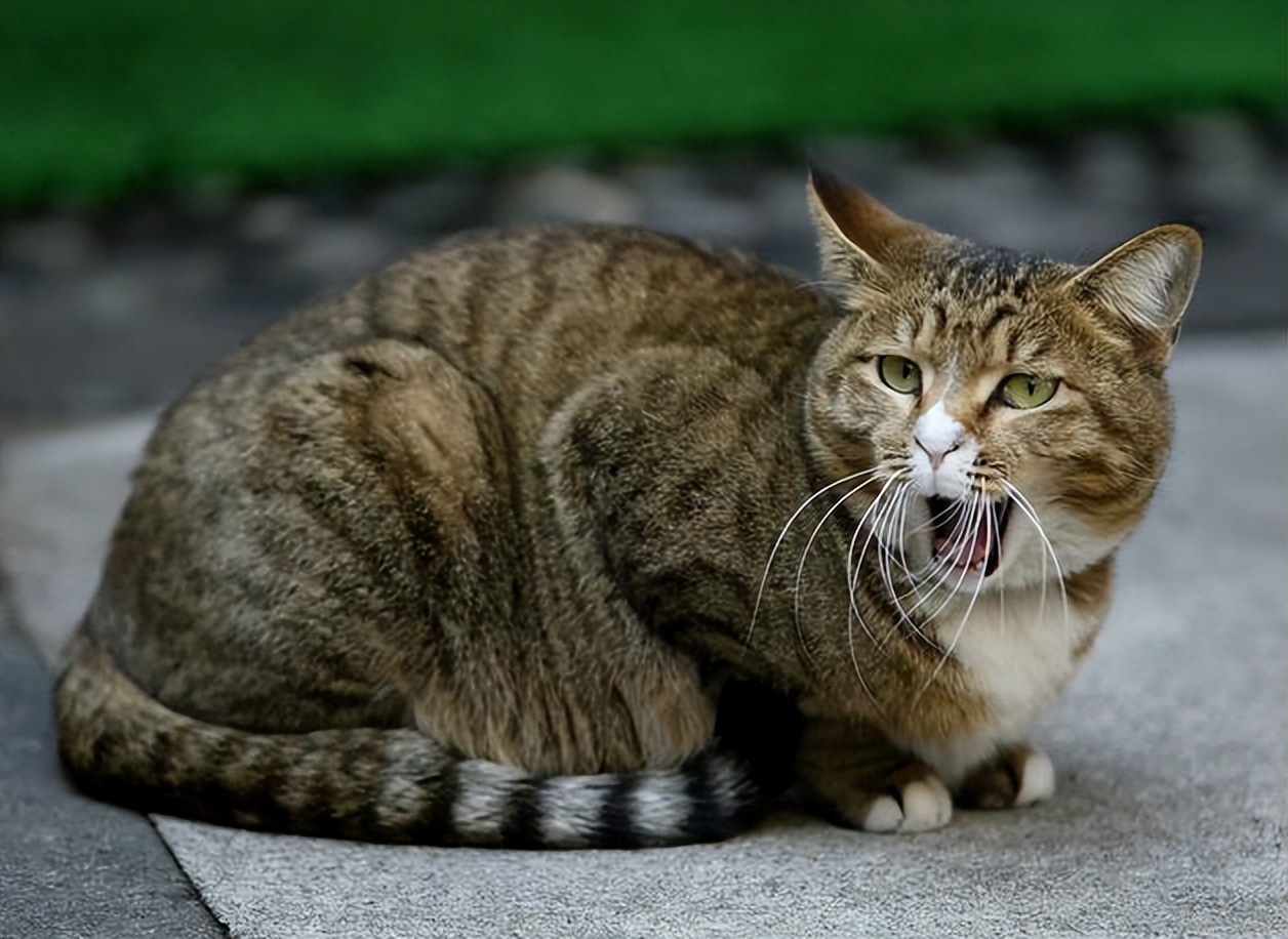 猫咪走失很灵的方法,猫咪跳楼走失还能找回来吗