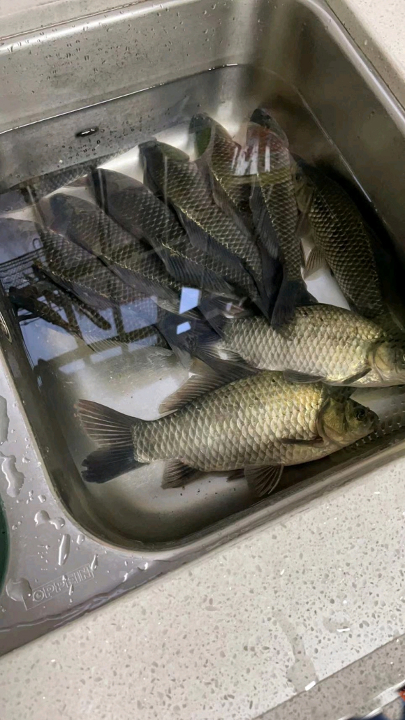 野钓低成本攻略，单次出钓成本不足十元