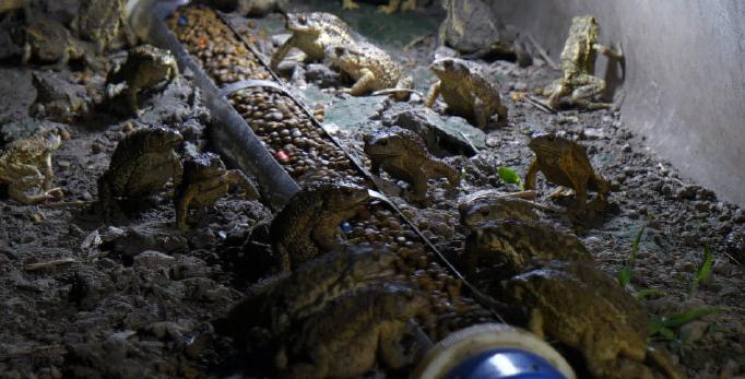 养殖中华大蟾蜍需要什么手续,蟾蜍的人工养殖成功了吗